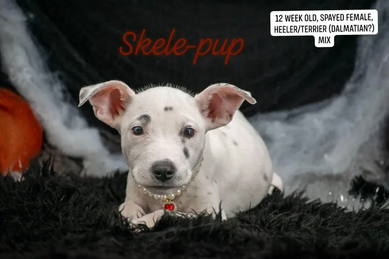 Skelepup thumbnail 3