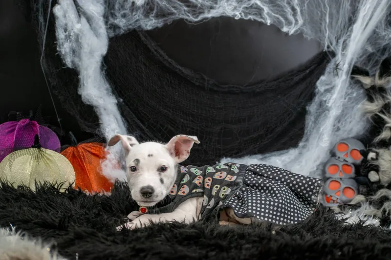 Skelepup thumbnail 4