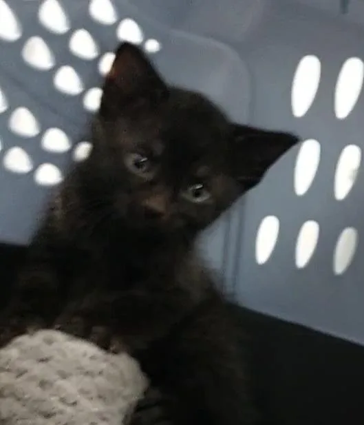 A baby small-sized male Domestic Short Hair cat named Frederick for adoption in Fort Lauderdale, FL