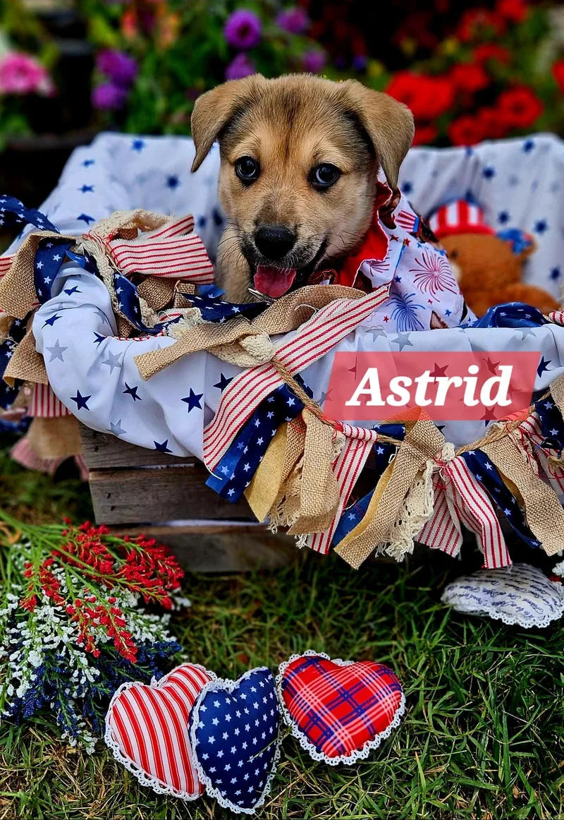 Astrid thumbnail 3