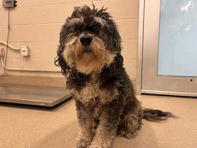 An adult medium-sized female Havanese dog named Cookie for adoption in Grand Prairie, TX
