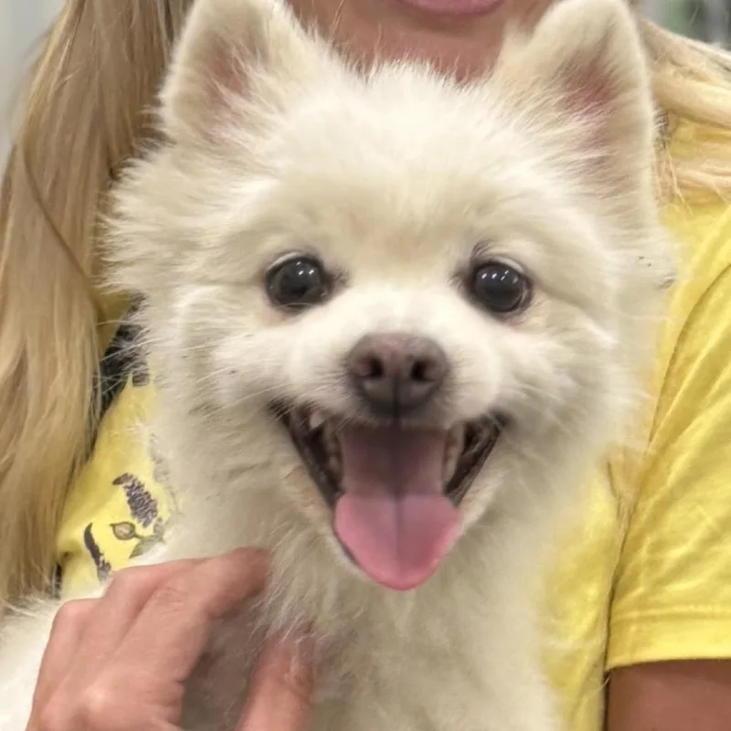 An adult small-sized female White / Cream Pomeranian dog named Meringue for adoption in Hudson, IL