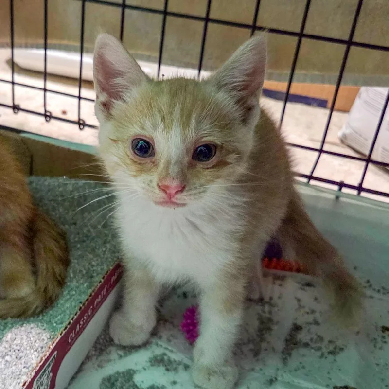 A baby small-sized male Domestic Short Hair cat named Ego for adoption in San Diego, CA