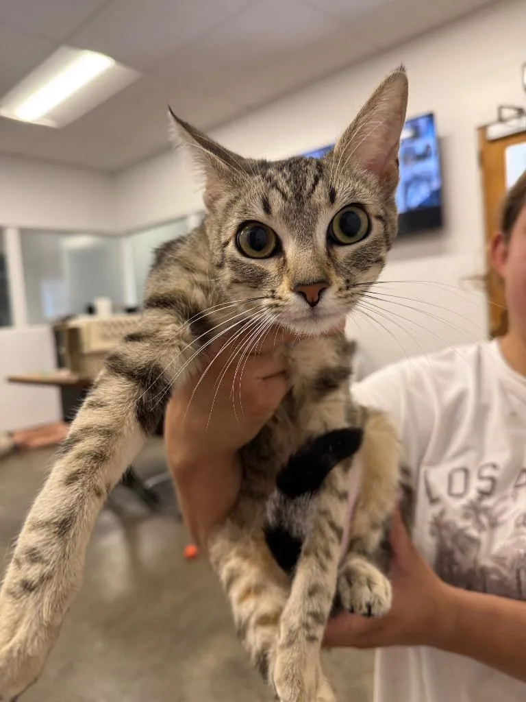 A young small-sized female Domestic Short Hair cat named Dalores for adoption in Thousand Oaks, CA