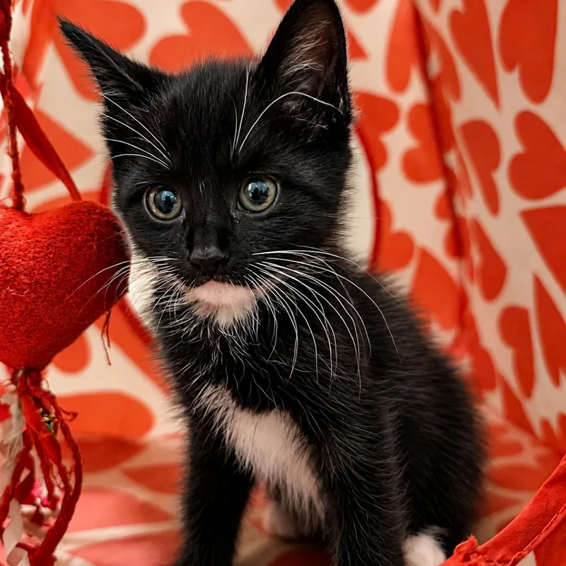 A baby small-sized male Black Domestic Medium Hair cat named Sol for adoption in Pleasanton, CA