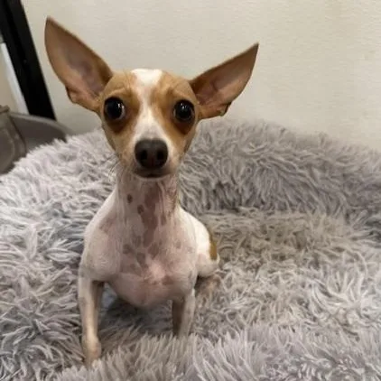 An adult small-sized female Chihuahua dog named Brie for adoption in Liverpool, TX