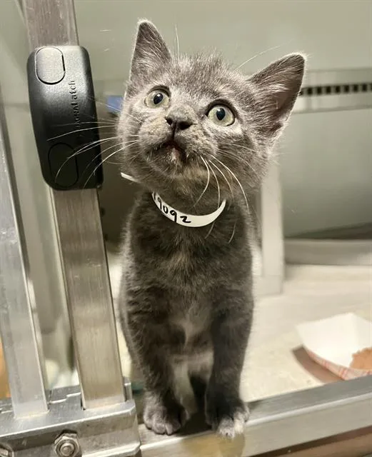 A baby small-sized female Domestic Short Hair cat named Villanelle for adoption in San Francisco, CA