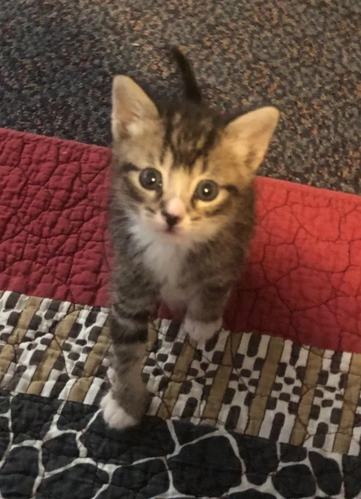 A baby small-sized male Domestic Short Hair cat named Valley for adoption in Cape Coral, FL