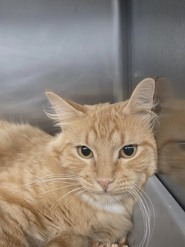 An adult medium-sized female Tabby (Orange / Red) Domestic Long Hair cat named Meadow for adoption in Salmon, ID