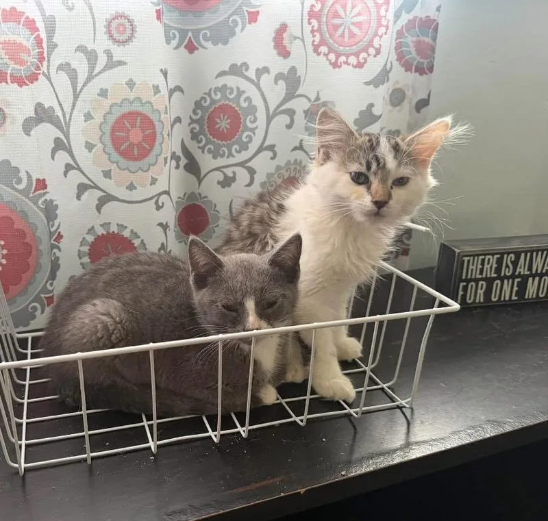 A baby small-sized male Gray & White Domestic Short Hair cat named Huck for adoption in Maineville, OH