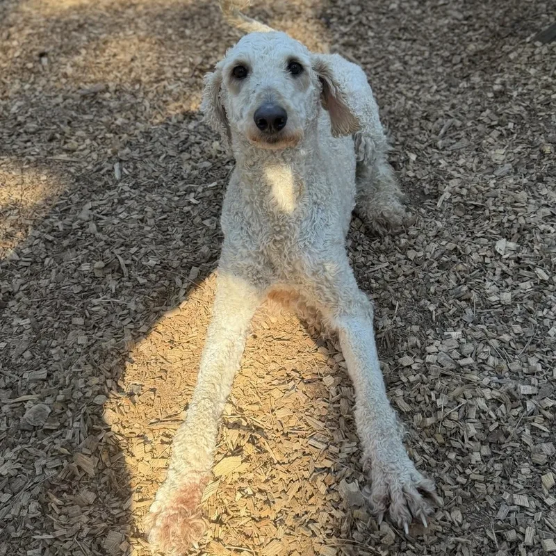 Chef Sweetheart thumbnail 3