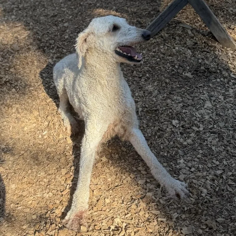 Chef Sweetheart thumbnail 5