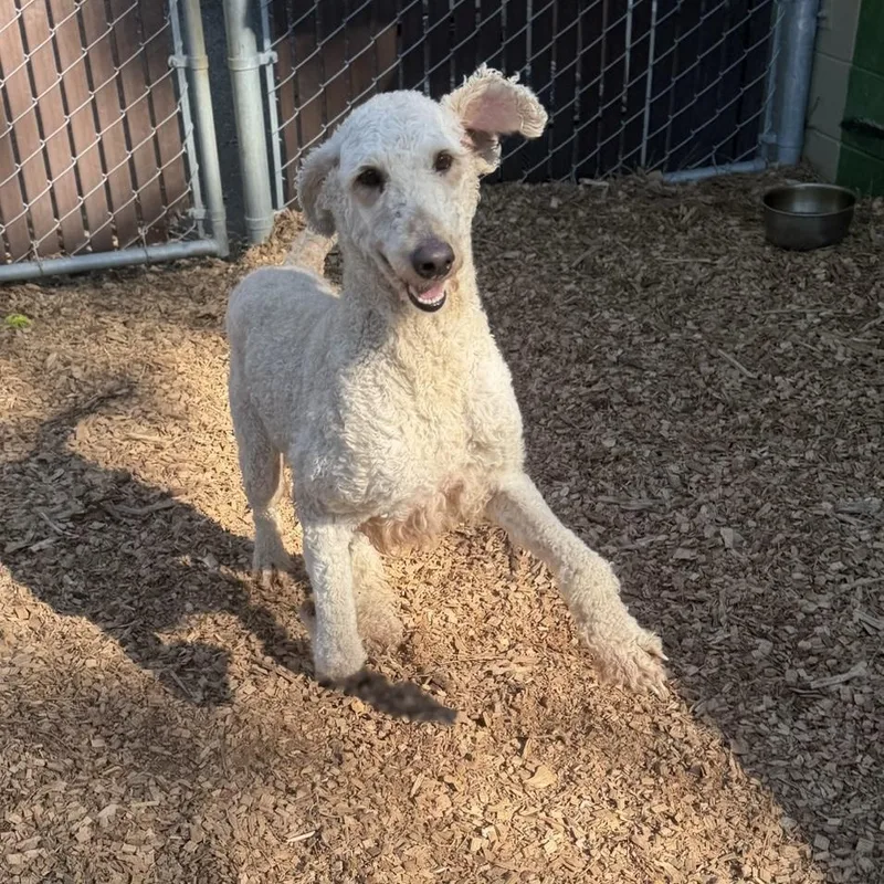 Chef Sweetheart thumbnail 6