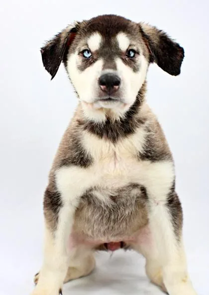 A baby large-sized female Siberian Husky dog named Bamboo for adoption in Morton Grove, IL