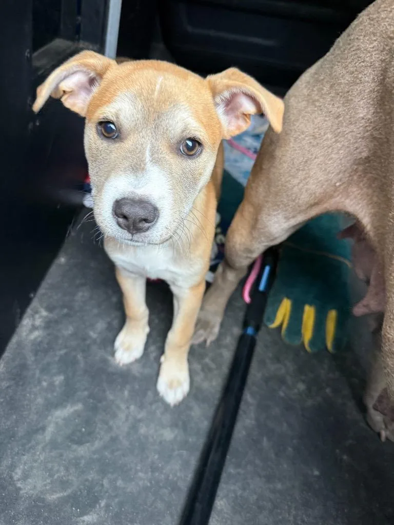 A baby medium-sized female American Staffordshire Terrier dog named Rosie Cotton for adoption in Rockport, TX
