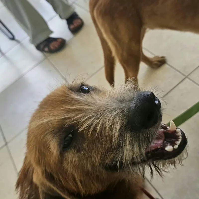 A baby medium-sized male Golden Retriever dog named Barbas for adoption in Rincon, PR
