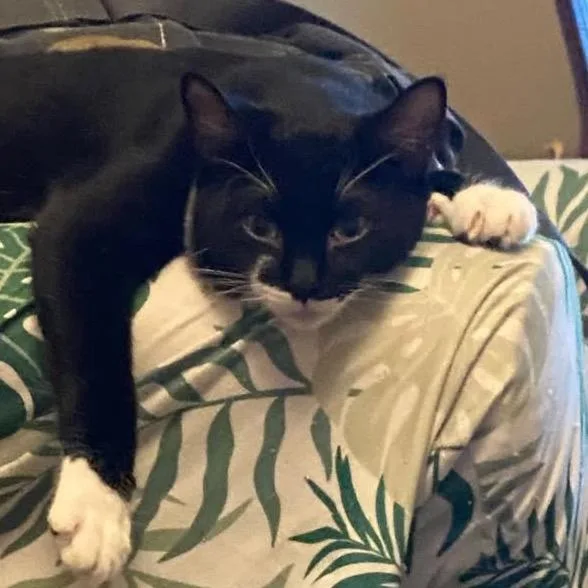 A young small-sized male Black Domestic Short Hair cat named Spock for adoption in Spokane, WA