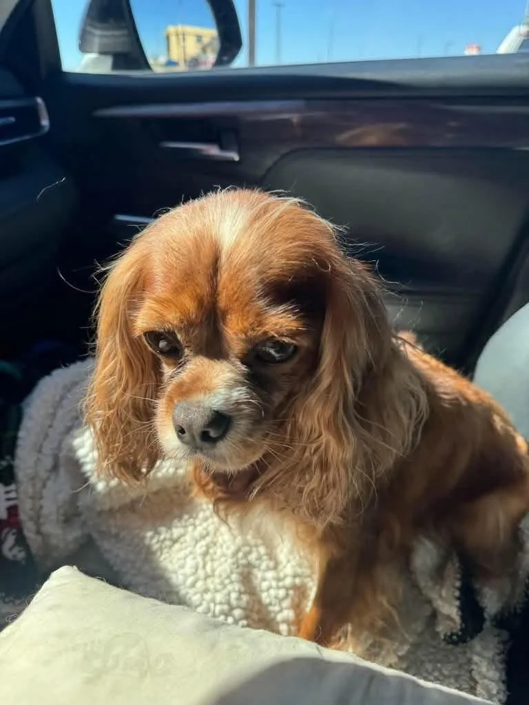 An adult small-sized female Cavalier King Charles Spaniel dog named Sophie for adoption in Windsor, CO