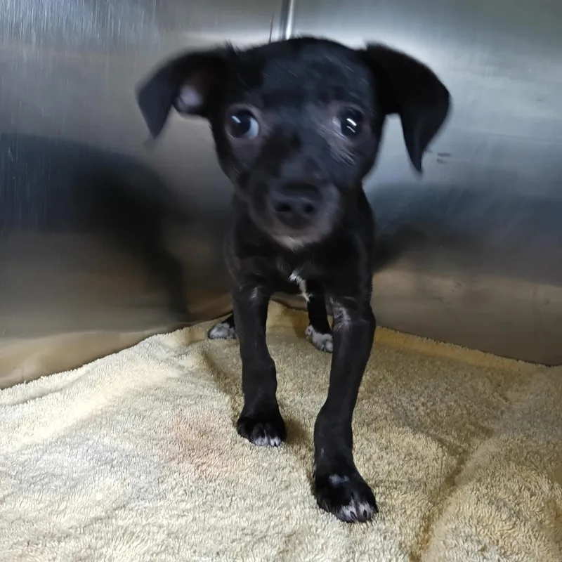 A baby small-sized male Black Chihuahua dog named Oreo for adoption in Delaware, OH