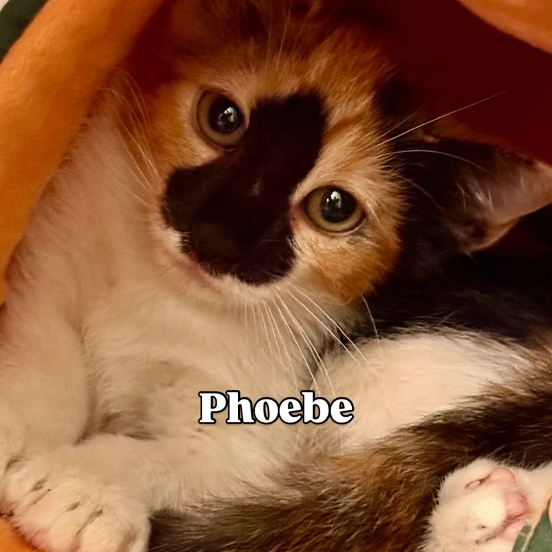 A baby small-sized female Calico cat named Phoebe for adoption in Houston, TX