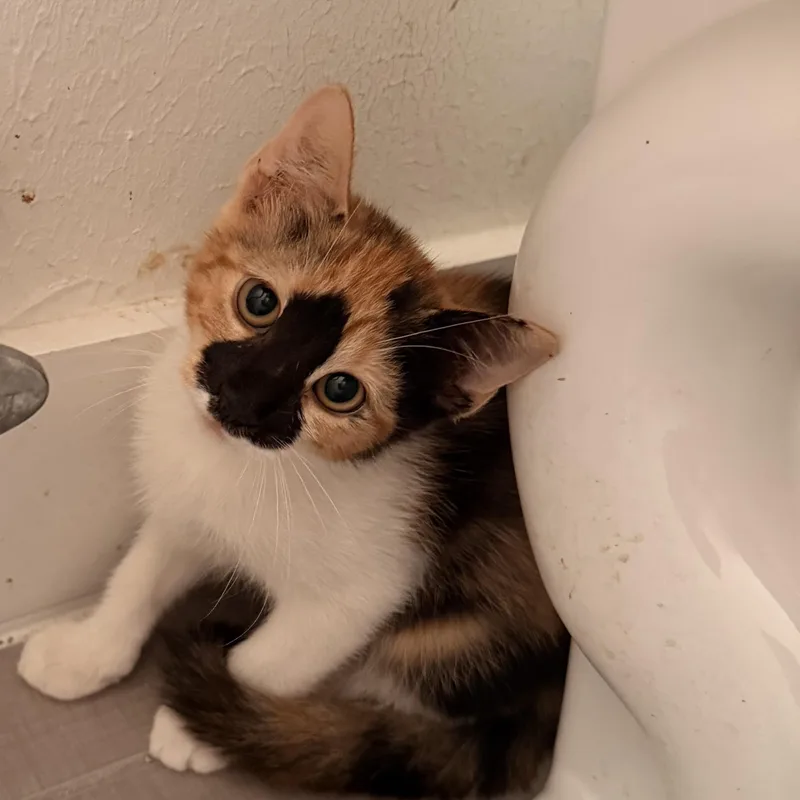 Phoebe thumbnail 3