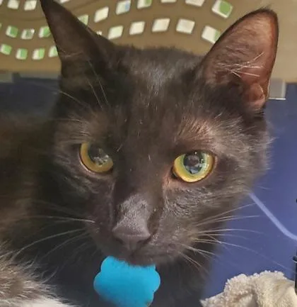 An adult large-sized female Domestic Short Hair cat named Indigo for adoption in Kansas City, MO