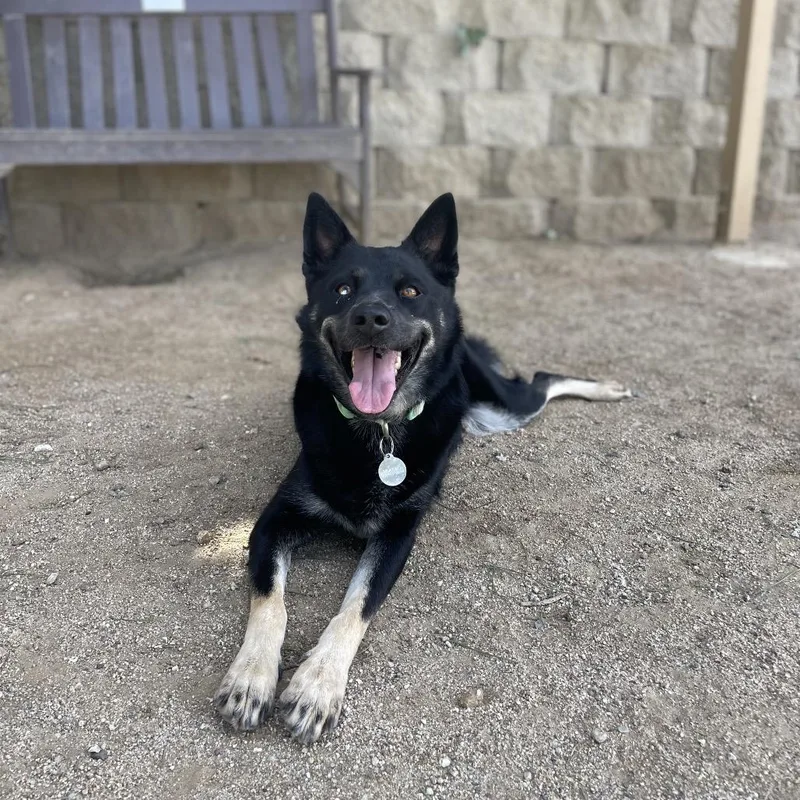 An adult medium-sized female Shepherd dog named Ginger for adoption in Riverside, CA