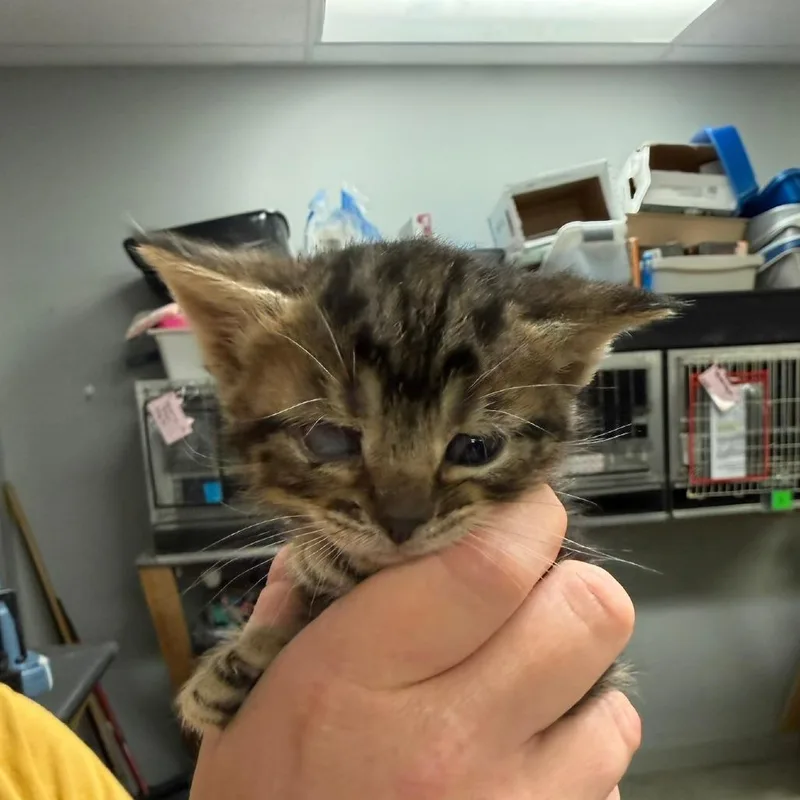 A baby small-sized female Brown / Chocolate Domestic Short Hair cat named Marink for adoption in Richmond, IN