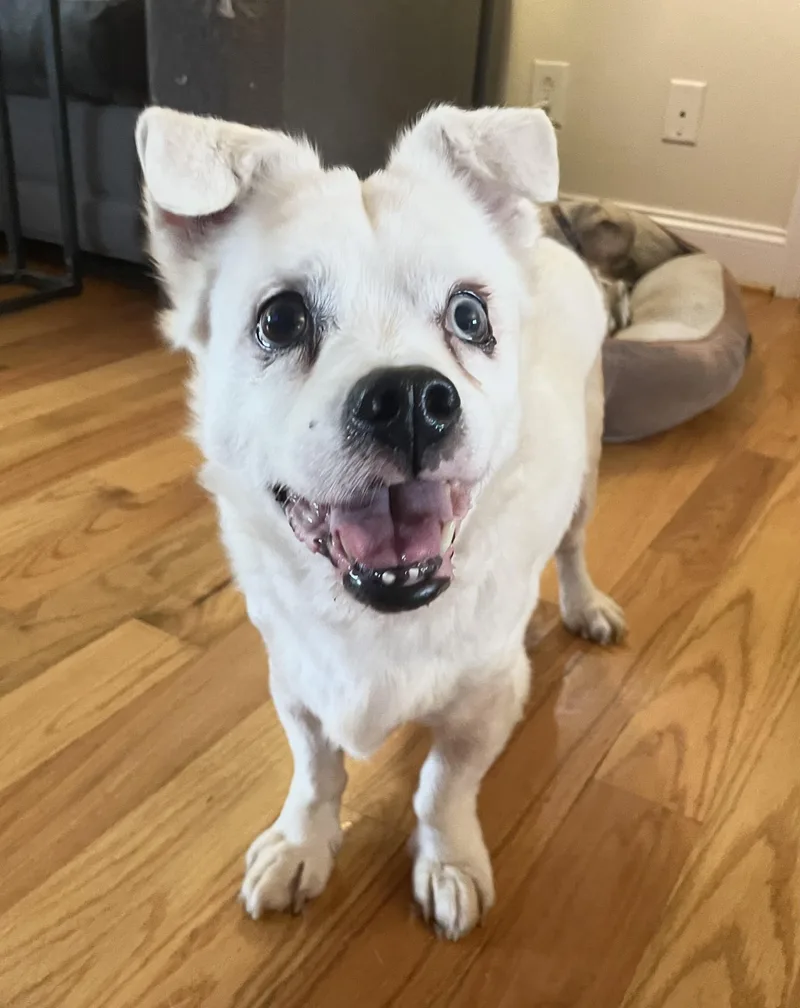 A senior small-sized male White / Cream Spitz dog named Howie for adoption in Clarkesville, GA