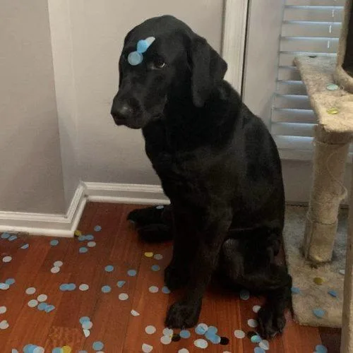 A senior medium-sized female Black Black Labrador Retriever dog named Mabel for adoption in Verona, NJ