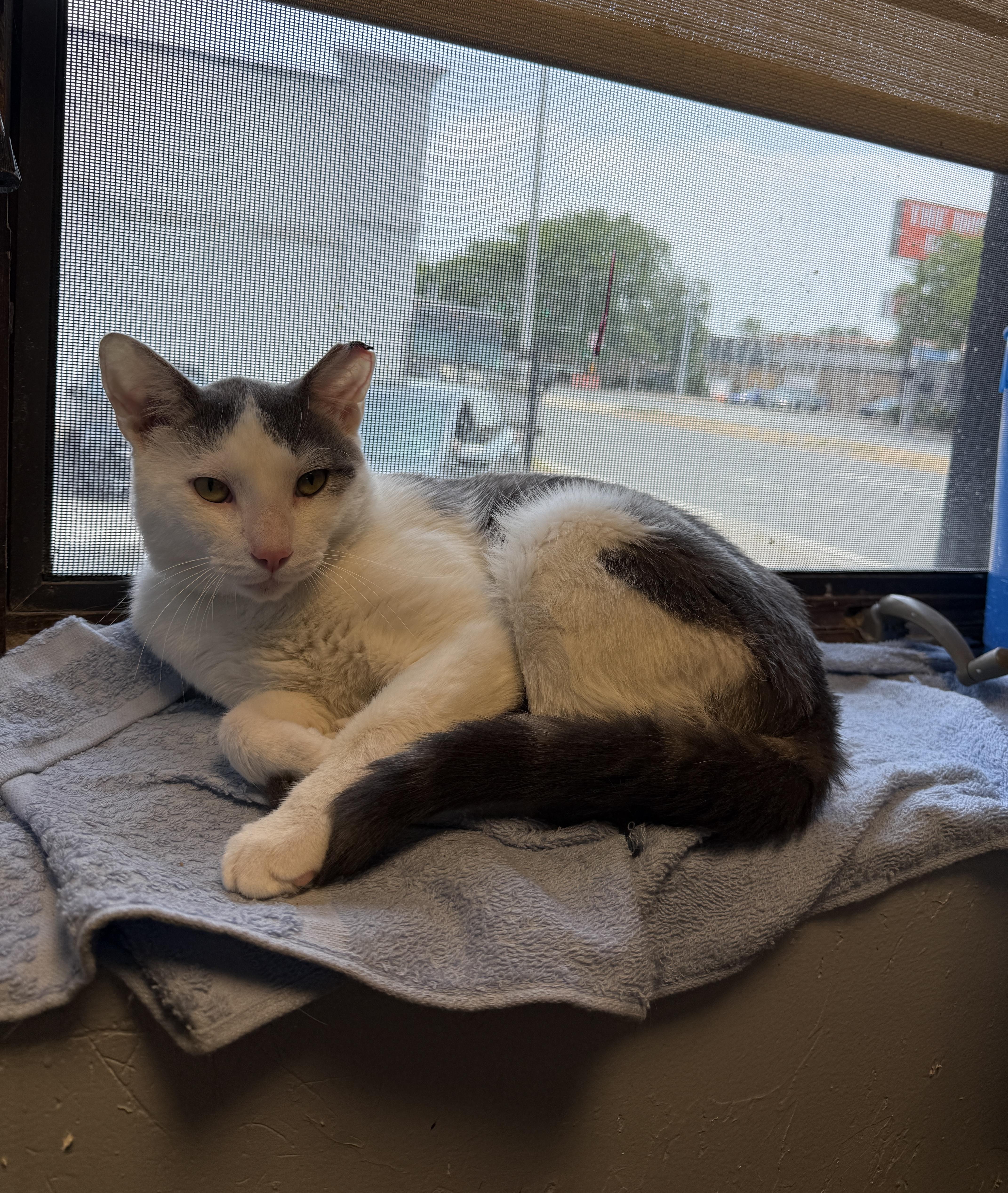 An adult medium-sized male Gray & White Domestic Short Hair cat named Zeus for adoption in Freeport, NY