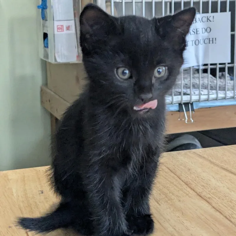 A baby small-sized male Black Domestic Short Hair cat named Wolfie for adoption in San Antonio, TX
