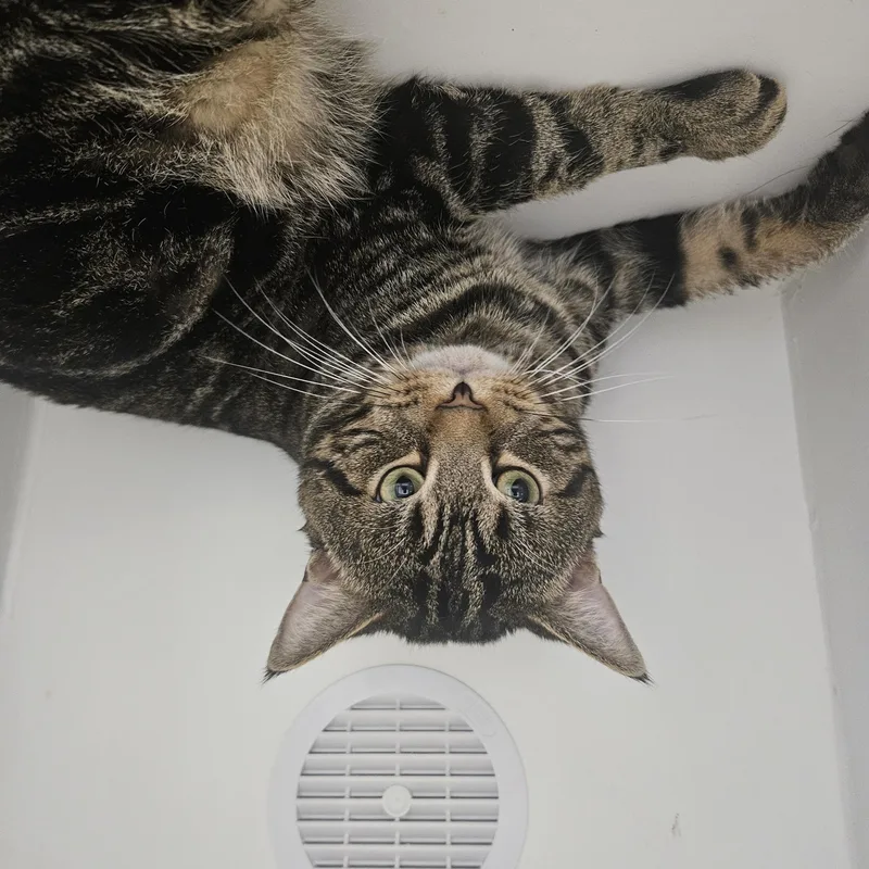 A young large-sized male Tabby (Buff / Tan / Fawn) Domestic Short Hair cat named Biggie for adoption in Fall River, MA