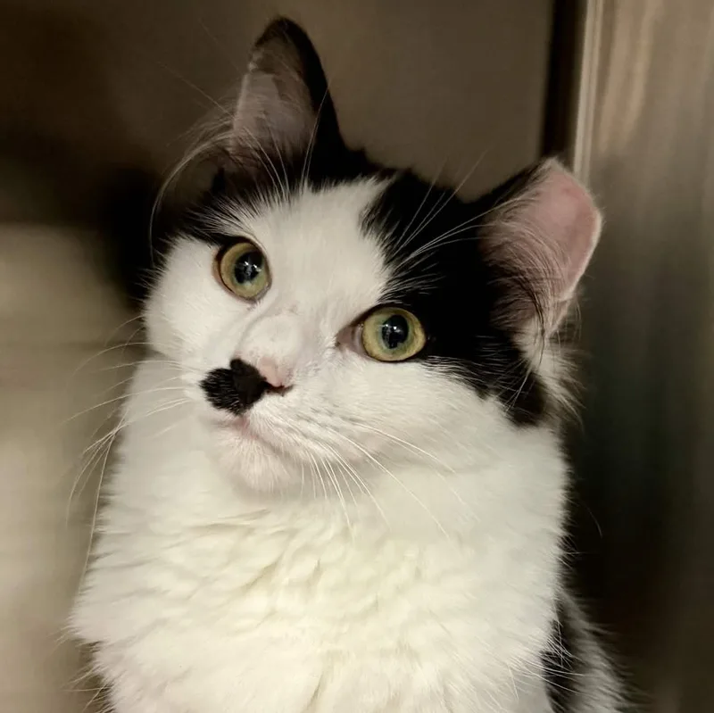 A young medium-sized female White Domestic Long Hair cat named Gillian for adoption in Exeter, RI