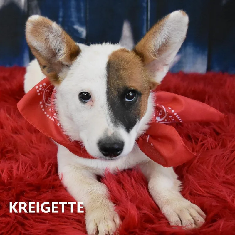 A young small-sized female White / Cream Cardigan Welsh Corgi dog named Honey for adoption in Yuma, AZ
