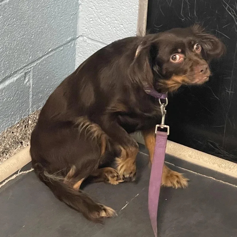 An adult small-sized female Black Spaniel dog named Piglet for adoption in Hattiesburg, MS