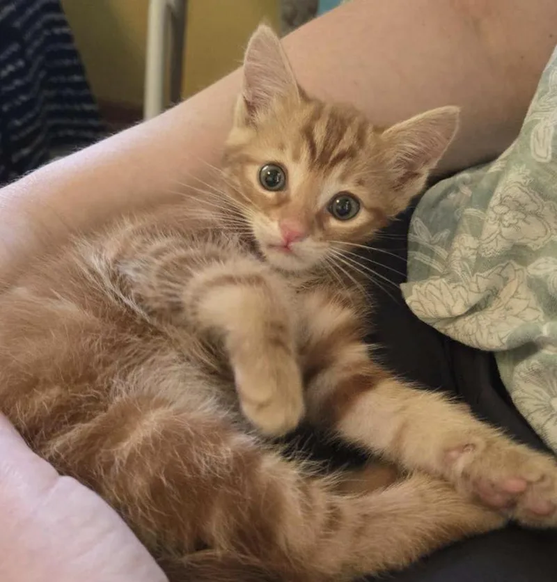 A baby medium-sized male Tabby (Orange / Red) Tabby cat named Wayne for adoption in Columbus, OH