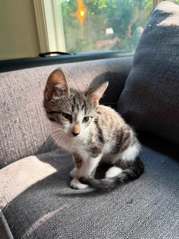 A young medium-sized male Tabby cat named Gandalf for adoption in Knoxville, TN