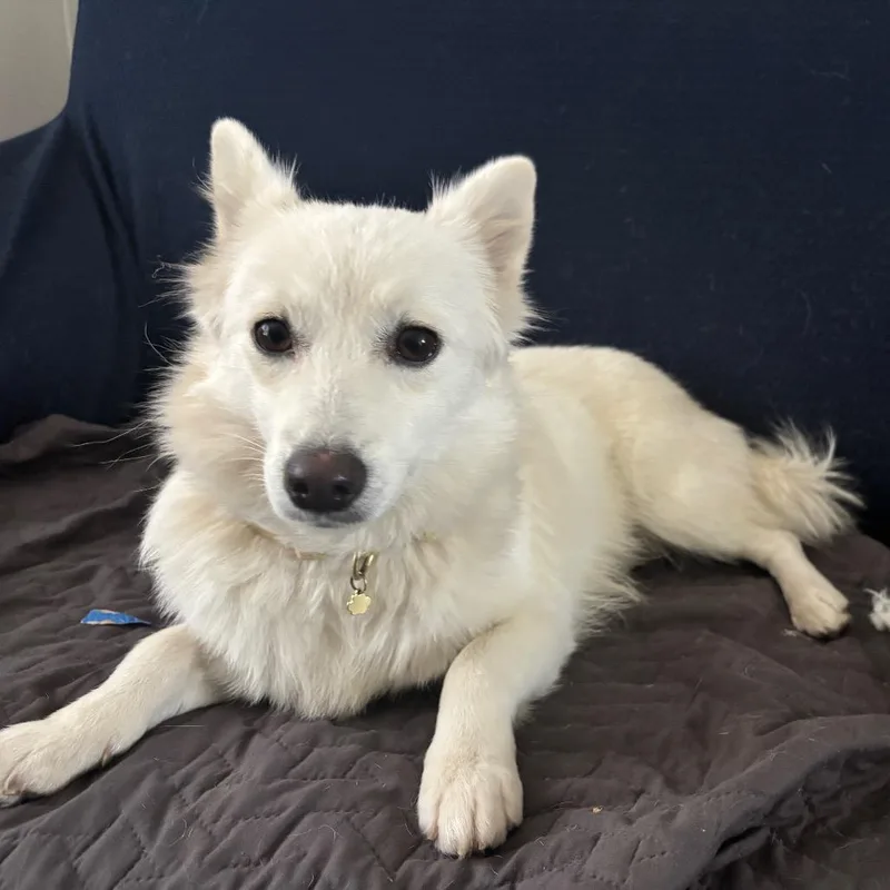 An adult small-sized female White / Cream Mixed Breed dog named Ariel for adoption in Alexandria, VA