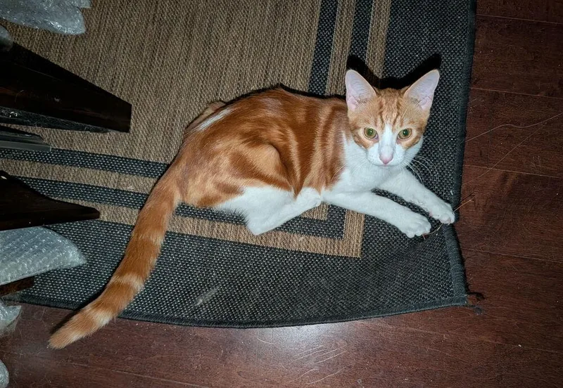 A baby medium-sized male Domestic Short Hair cat named Berkley for adoption in Dallas, TX