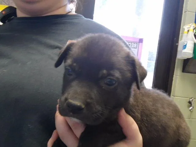 A baby small-sized male Pit Bull Terrier dog named Hades for adoption in Tulsa, OK
