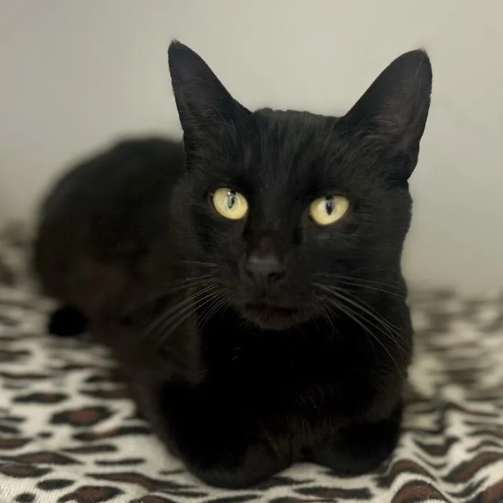An adult medium-sized female Black Domestic Short Hair cat named Yuzu for adoption in Pontiac, MI
