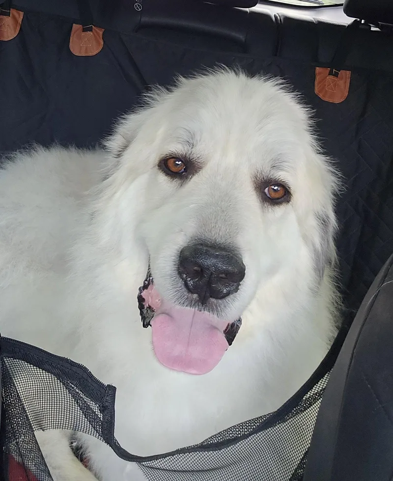 Jasper