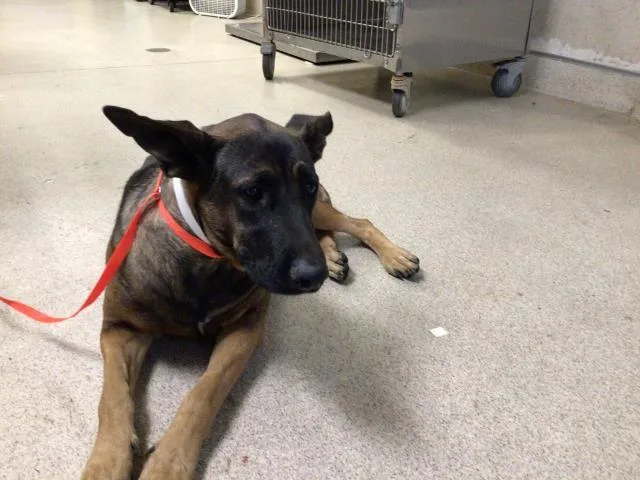 An adult large-sized female German Shepherd Dog dog named Kala for adoption in Riverside, CA