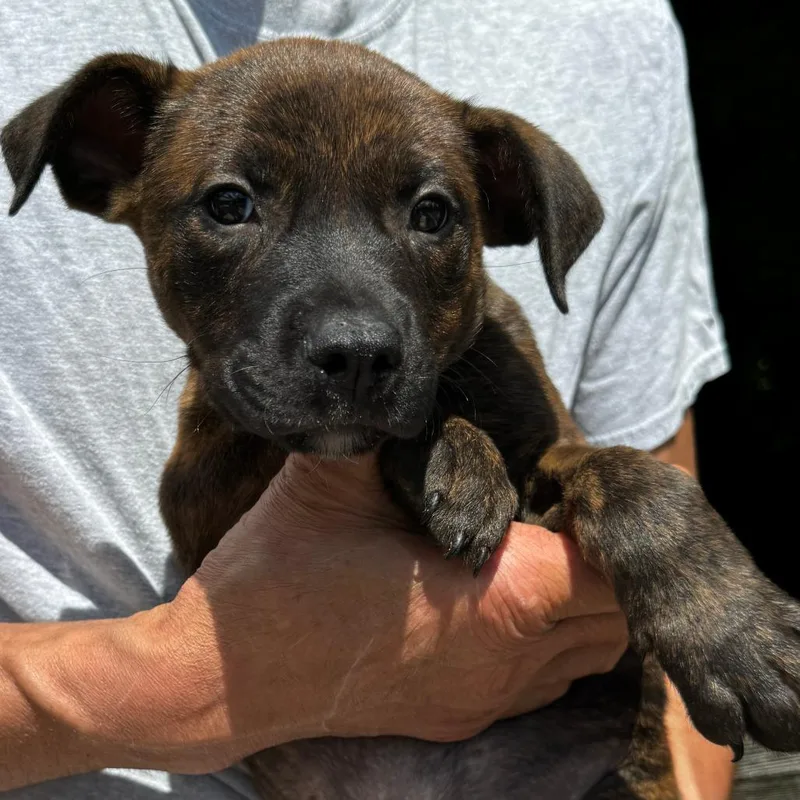 A baby medium-sized male Brindle Labrador Retriever dog named Ny Drift Avail Jun for adoption in Stormville, NY