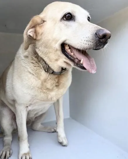 An adult large-sized female Labrador Retriever dog named Penny for adoption in Houston, TX