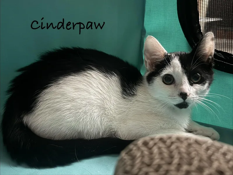 A baby medium-sized female Black & White / Tuxedo Domestic Short Hair cat named Cinderpaw for adoption in Hamilton, NJ