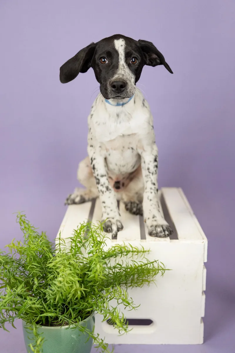 A young medium-sized male Hound dog named 392-26 for adoption in Brighton, CO