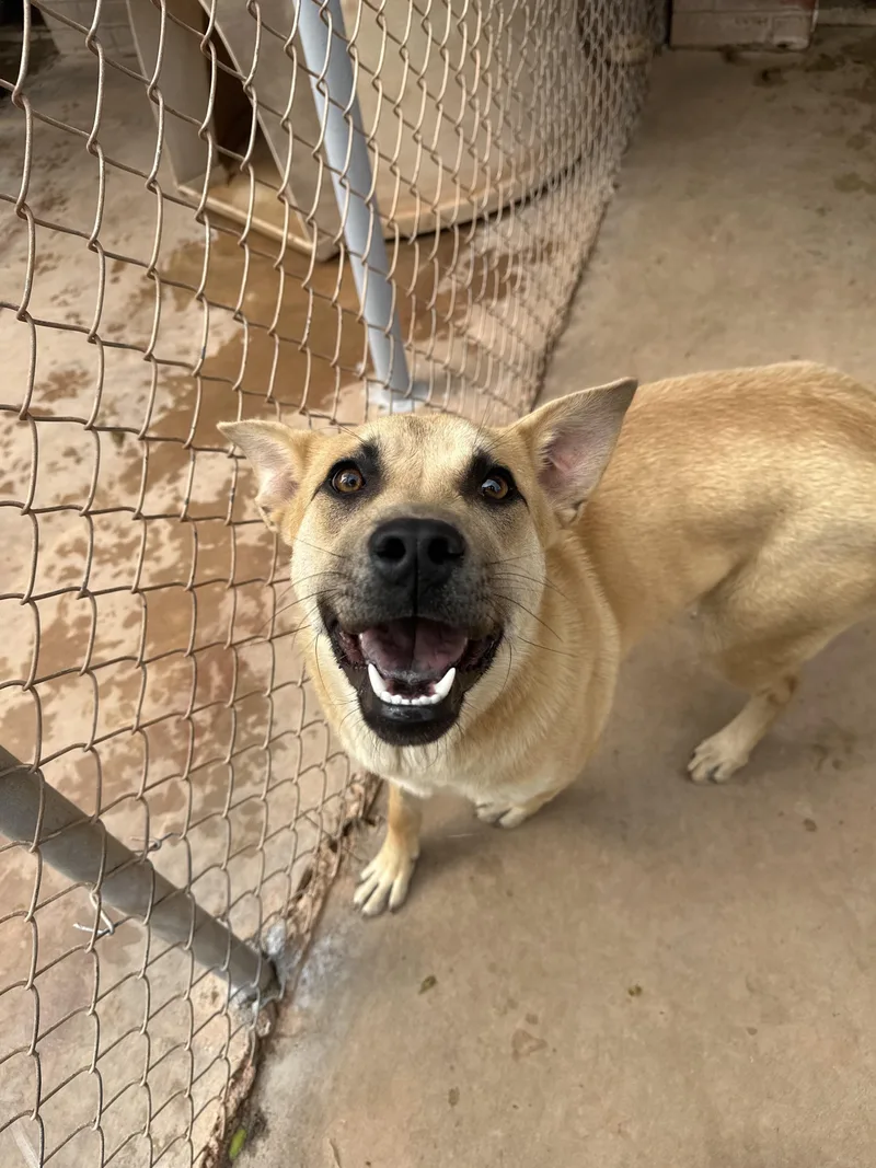 A young medium-sized female Yellow / Tan / Blond / Fawn Shepherd dog named Delilah for adoption in Guthrie, OK