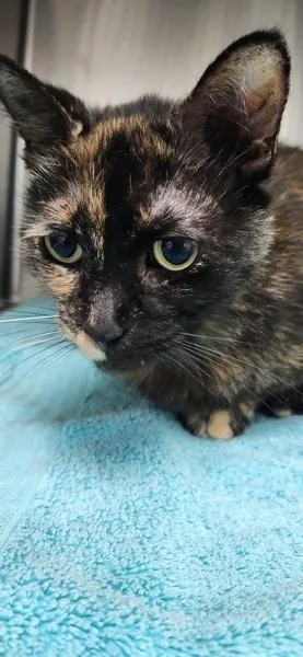 Lola thumbnail 2